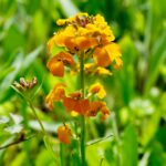 Siberian wallflower